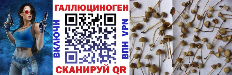 Галлюциногенные грибы Psilocybe Усинск